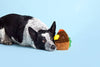 BARK Fowl Play Dog Toy