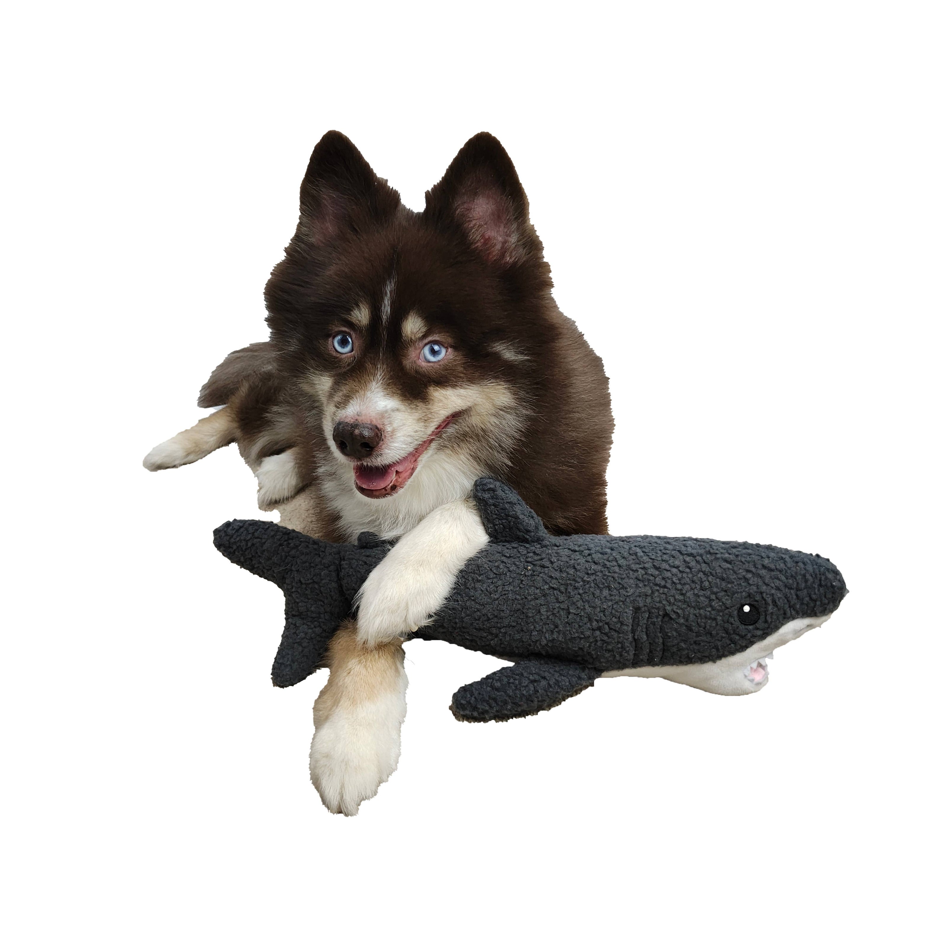 Gilly the Shark Fleece Dog Toy