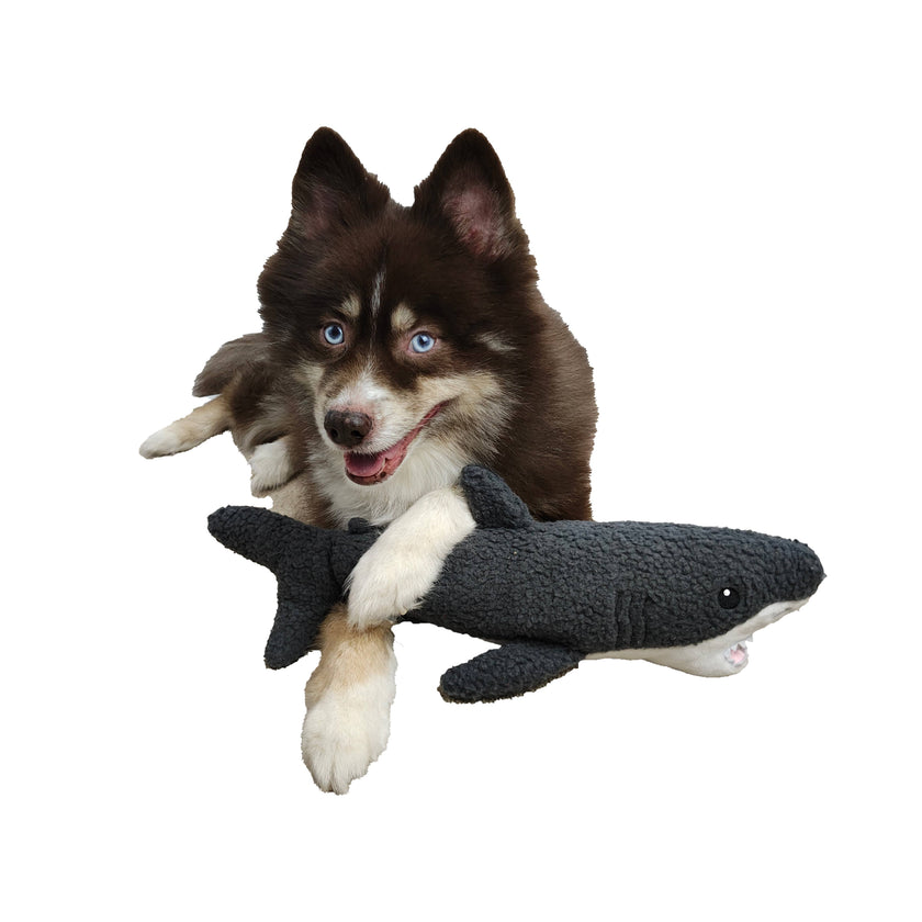 Gilly the Shark Fleece Dog Toy