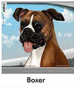 Boxer Fawn Uncropped - Dogs On The Move Window Decal