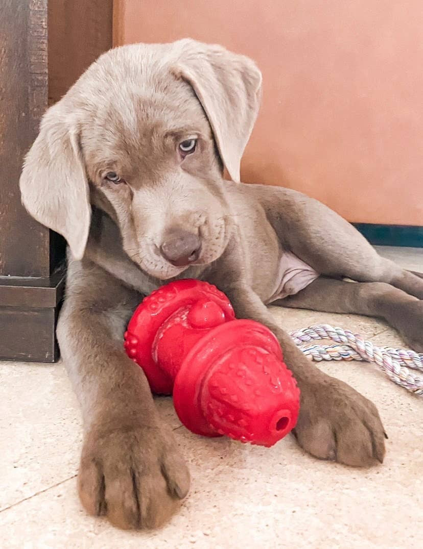 Double Wall Hydrant Treat Hiding Toy- Made in the USA