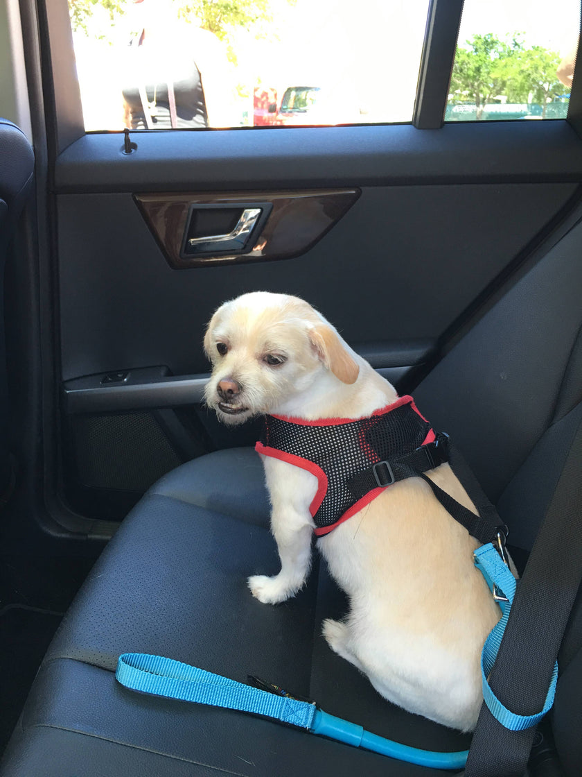 WUNDERLEASH – The No-Pull Leash That Actually Works