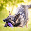 Fish Bone Nylon Dog Toy for Aggressive Chewers | USA Made | SodaPup: Brown