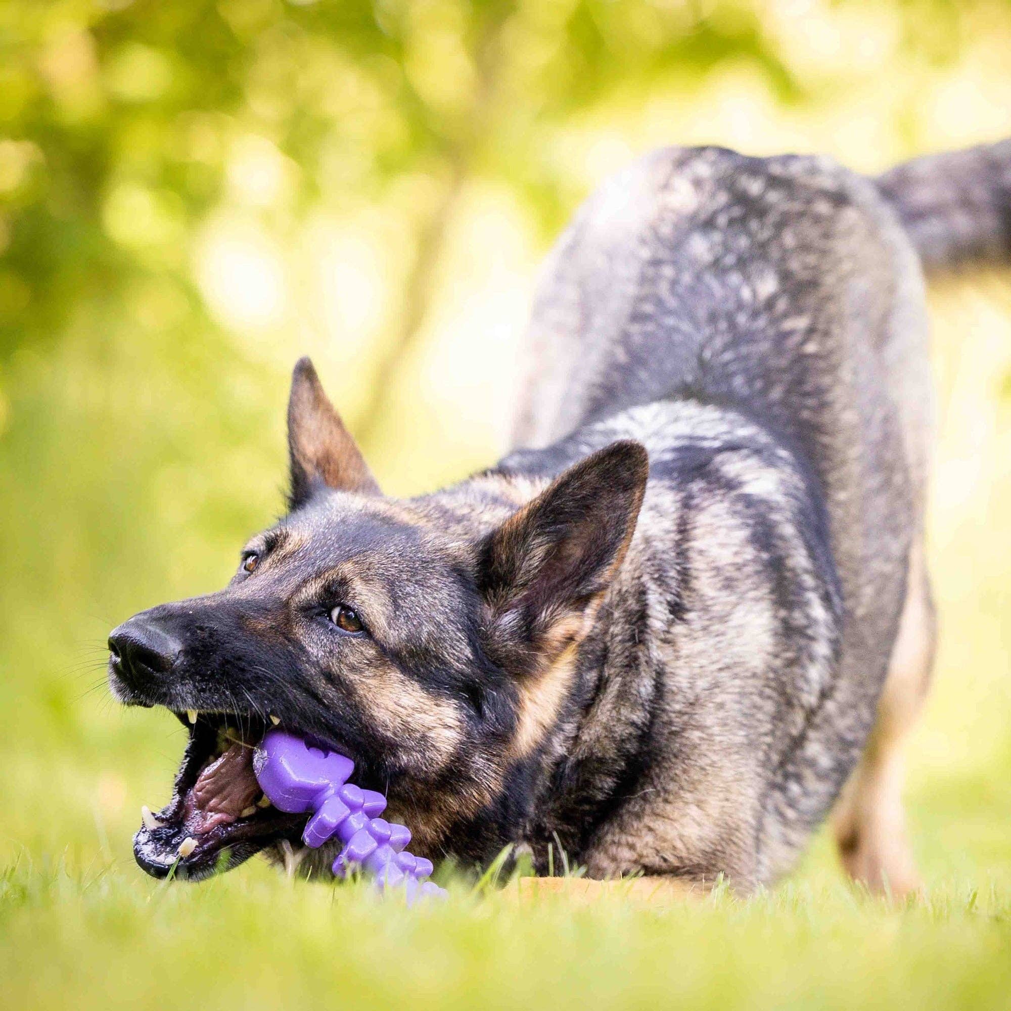 Fish Bone Nylon Dog Toy for Aggressive Chewers | USA Made | SodaPup: Brown