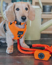 Dog Waste Bag Holder Neon Orange With Clasp