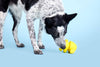 BARK Fowl Play Dog Toy