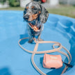 Dog Waste Bag Holder Orange With Clasp