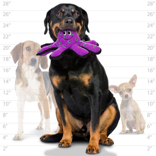 Tuffy Ocean Small Octopus, Durable, Tough, Squeaky Dog Toy
