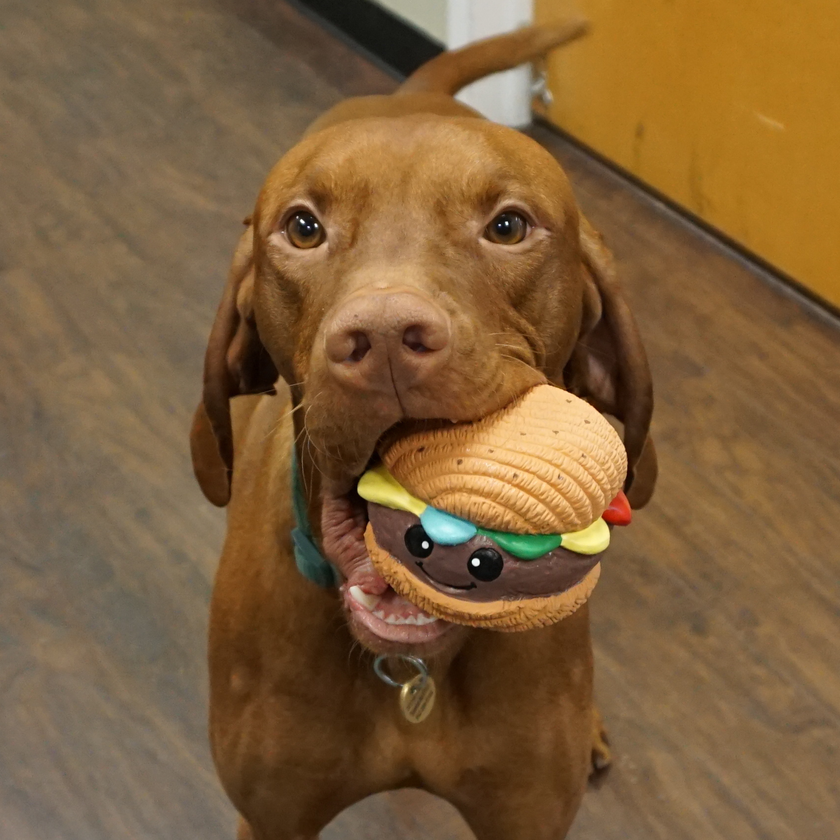 Dog Toy Hamburger Ball Ruff-Tex® Big Buns Foodies Toy