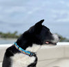 California Sunset Dog Collar Made With Eco Repreve