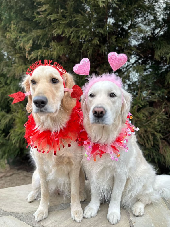 Valentine's Heart Decorative Dog Collar