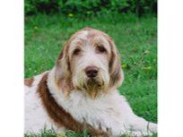 Spinone Italiano Garden Flag