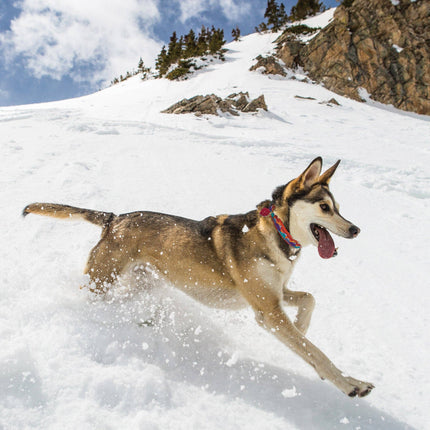 Ski and Surf Dog Collar