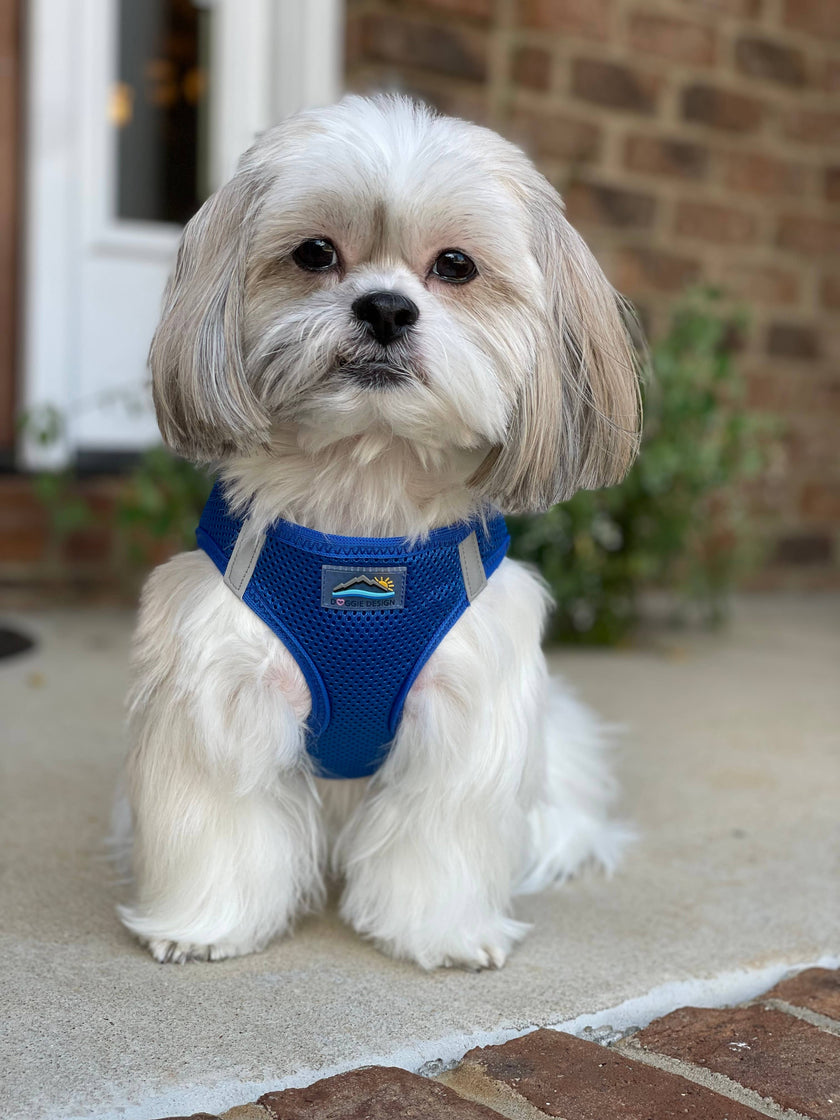 American River Solid Dog Harness - Cobalt Blue