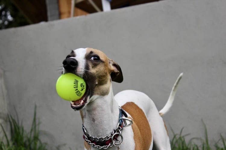Dog Toy Fetch and Glow Floating Ball
