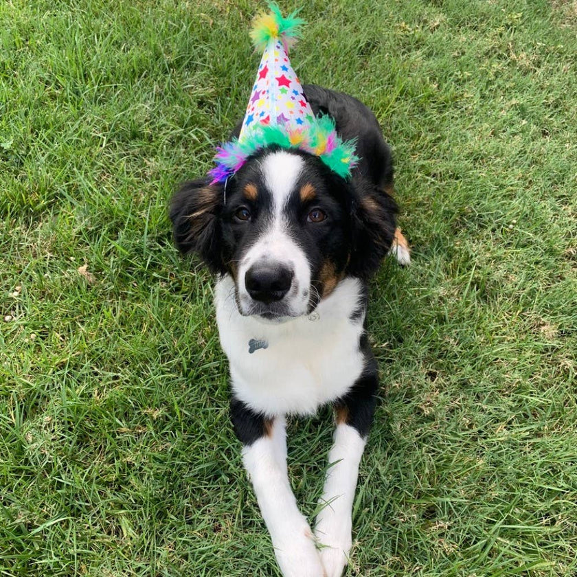 H&K Party Hat Superstar with SnugFit®
