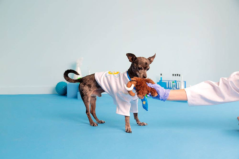 BARK Winston The Wooly Mammouth Dog Toy