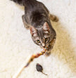 Cat Teasers Cat Toy
