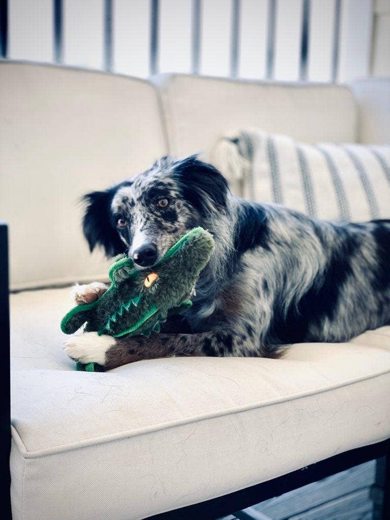 Ruffian Safari Gator Dog Toy