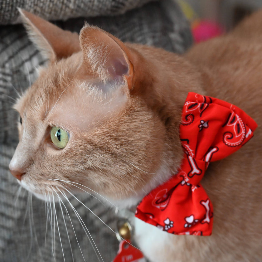 H&K Bow Tie Bone-Dana Red