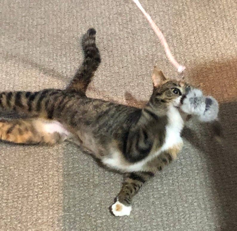 Cat Toy Cat-Fishing Retractive Pole Toy