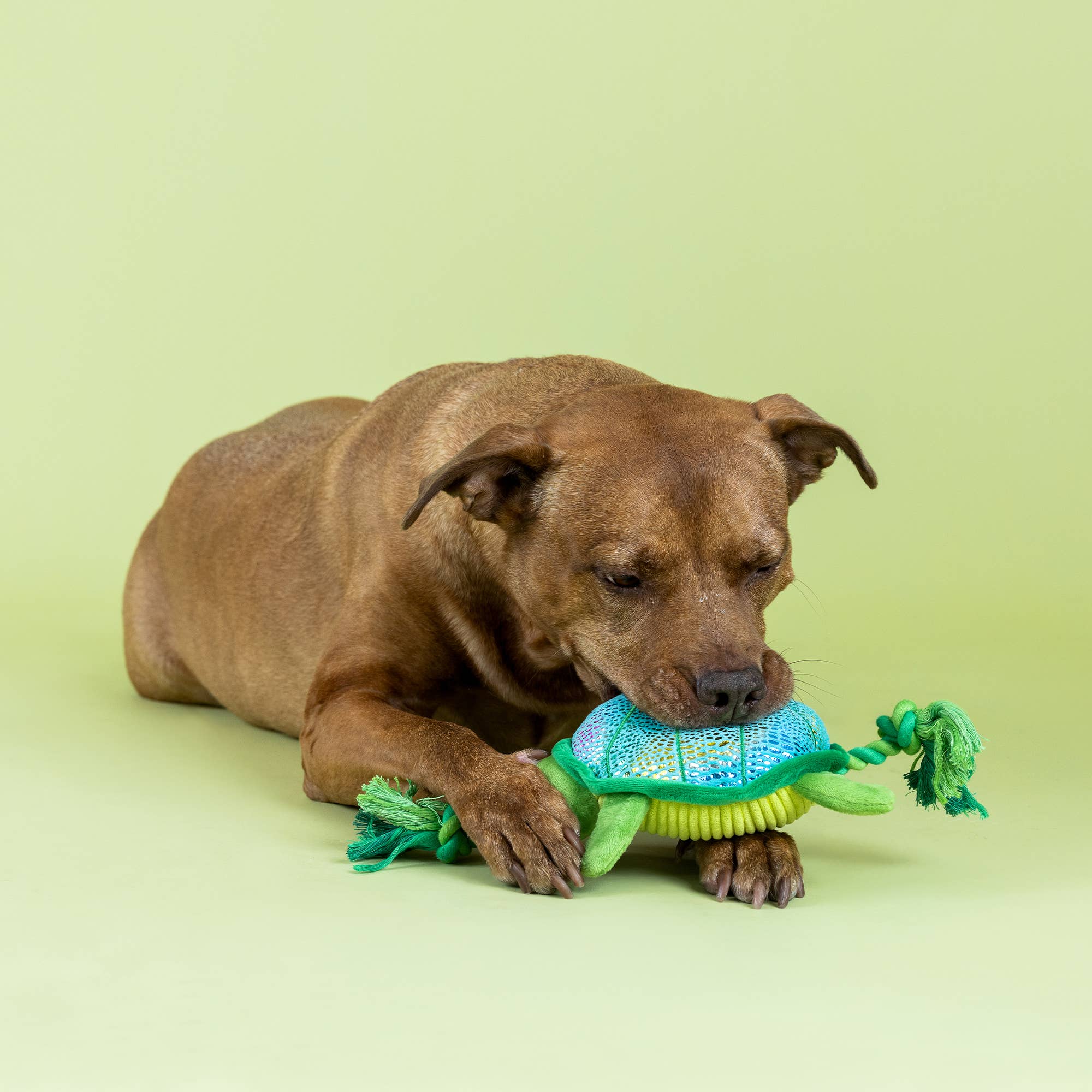 Dog Toy Turtle Shello There Plush Rope Toy