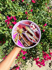 Loco Coco Interactive Slow Feeder Bowl