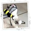 Meowijuana® Get Buzzed Bee Refillable Wand Cat Toy
