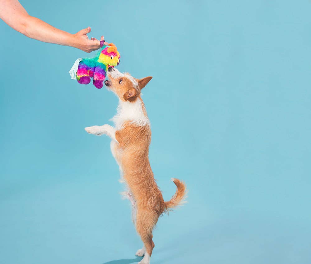 BARK Full O' Fluff Pinata Large Dog Toy