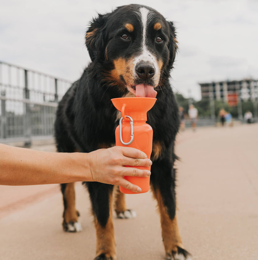 Dog Travel Water Bottle, 22oz, Classic