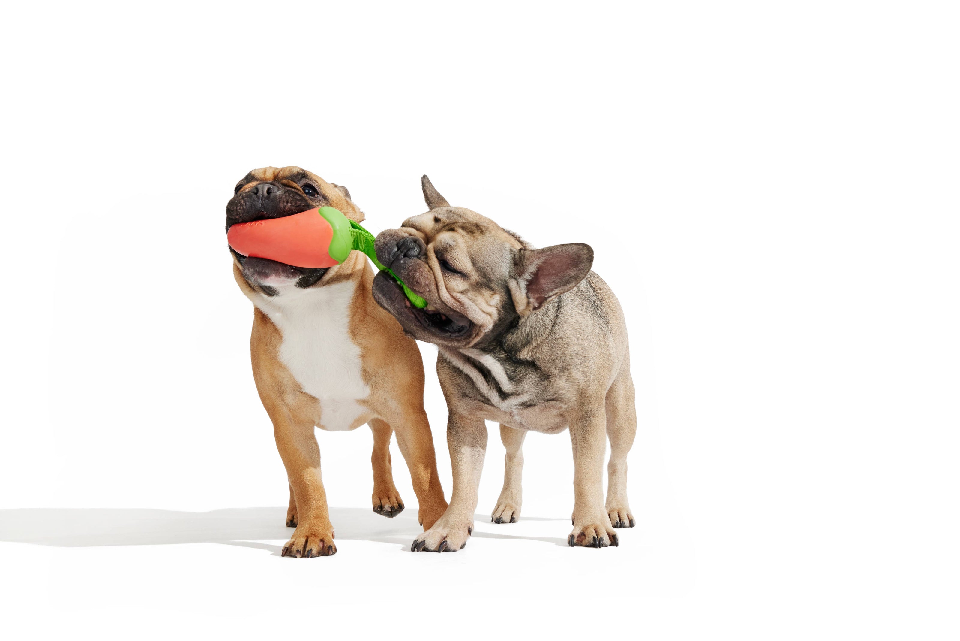 BARK Super Chewer Habanero Pupper Dog Chew Toy M/L