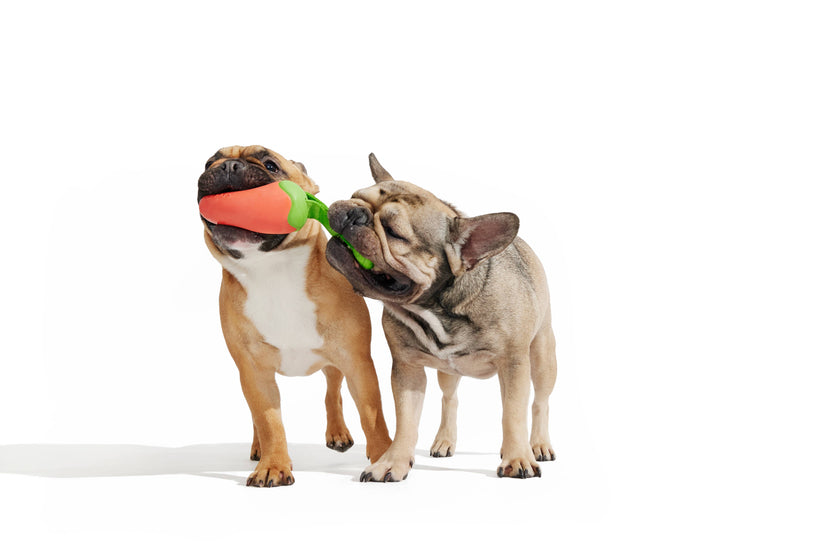 BARK Super Chewer Habanero Pupper Dog Chew Toy M/L