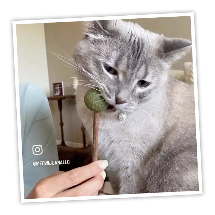 Meowijuana® Lollies - Silvervine Sticks With Catnip