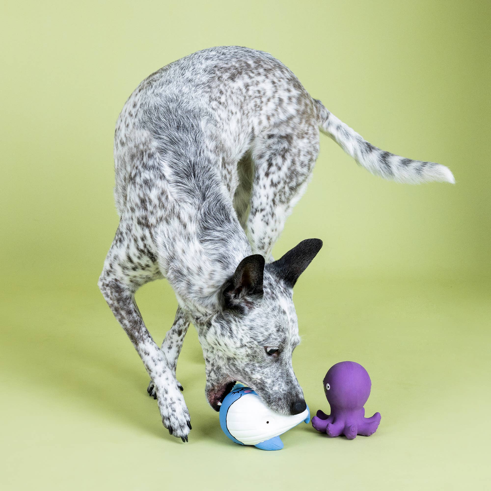 Dog Toy Octopus and Dolphin 2pc Happy To Sea You Latex Toy Set