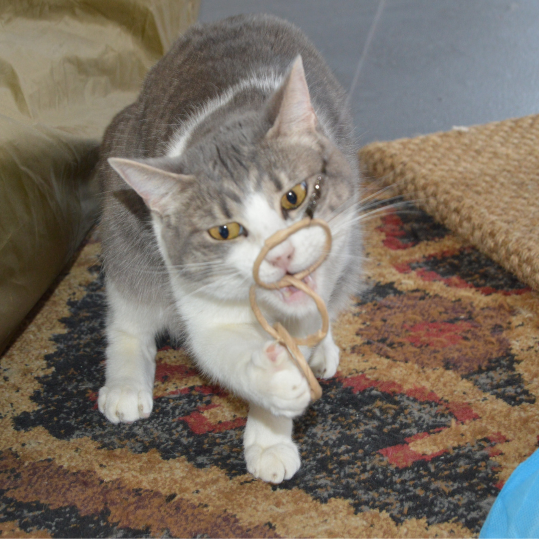 Cat Toy Oh-Rings Three Ring Wand Attachment Toy