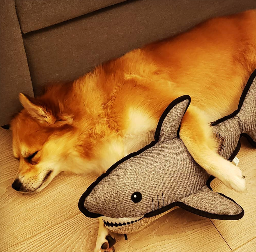 Dog Toy Shark SnugArooz Saul the Shark w/ Rubber Spikey Ball Dog Toy 19