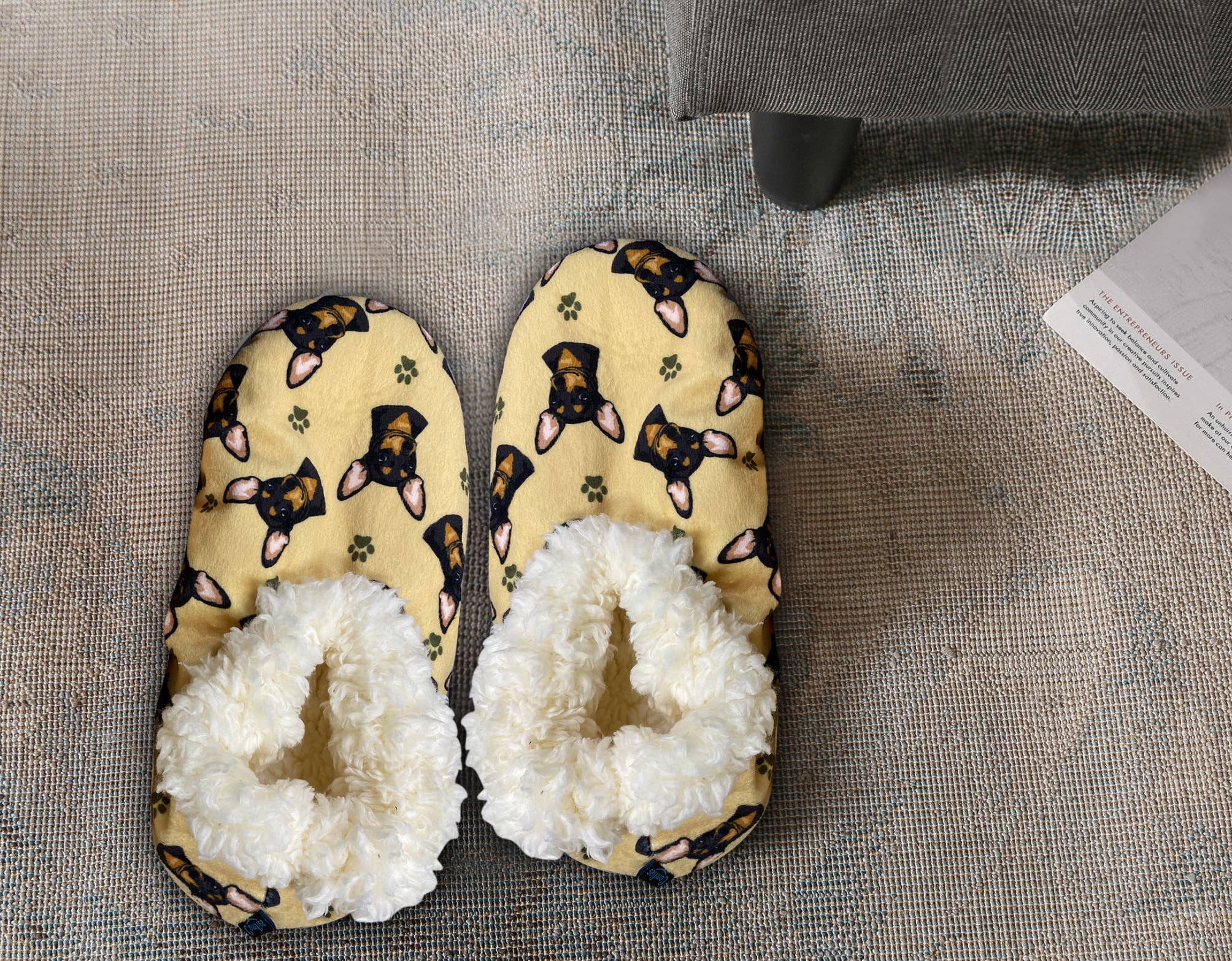 Chihuahua, Black Slippers