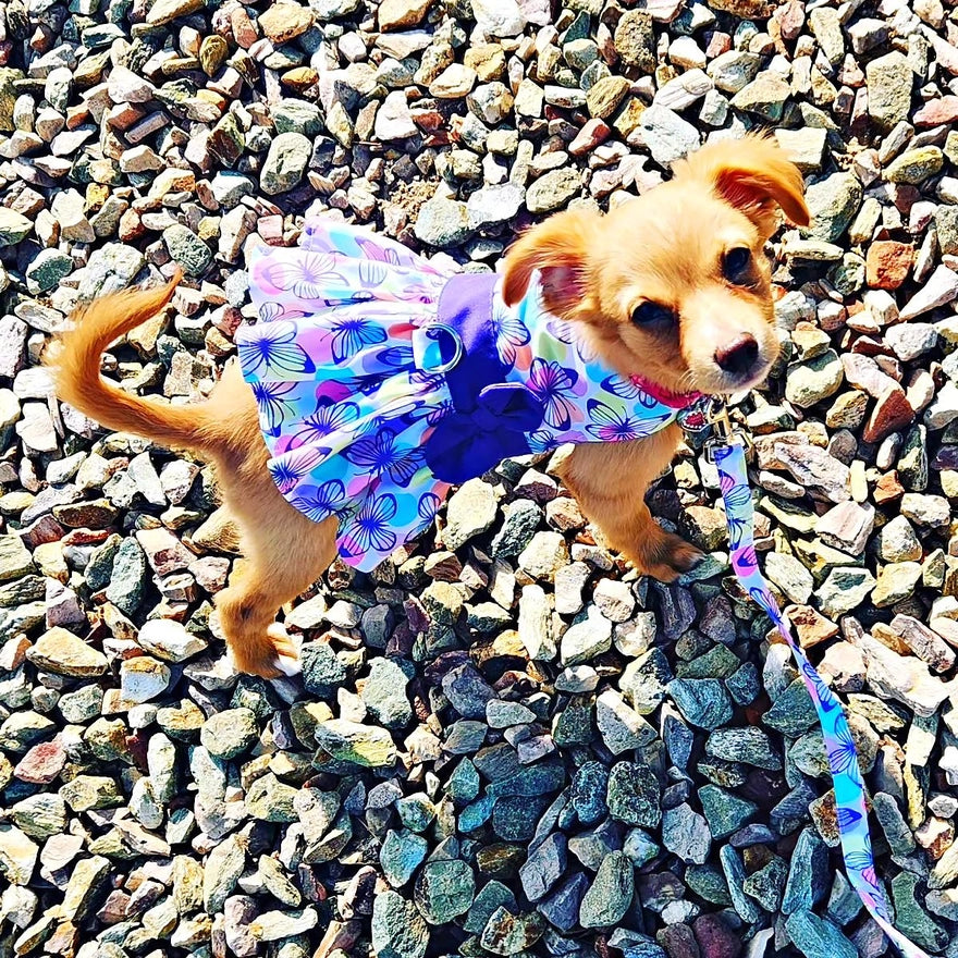 Purple Butterfly Dog Dress w/ Matching Leash