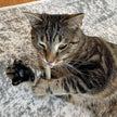 Meowijuana® Catnibas® King Size Rollies