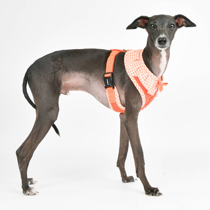 Checkered Ruffle Dog Harness Over-the-Head Vivien
