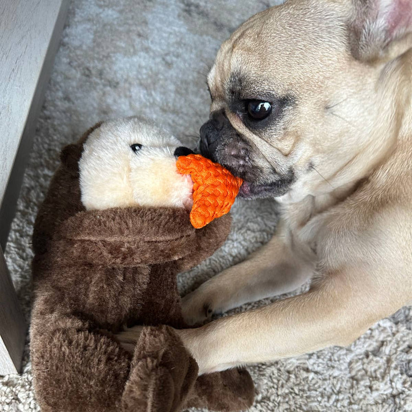 Dog Toy Otter Holding Orange Starfish Rope Body Toy