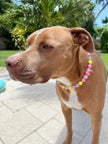 Ocean Drive Diva | Beaded Dog Collar