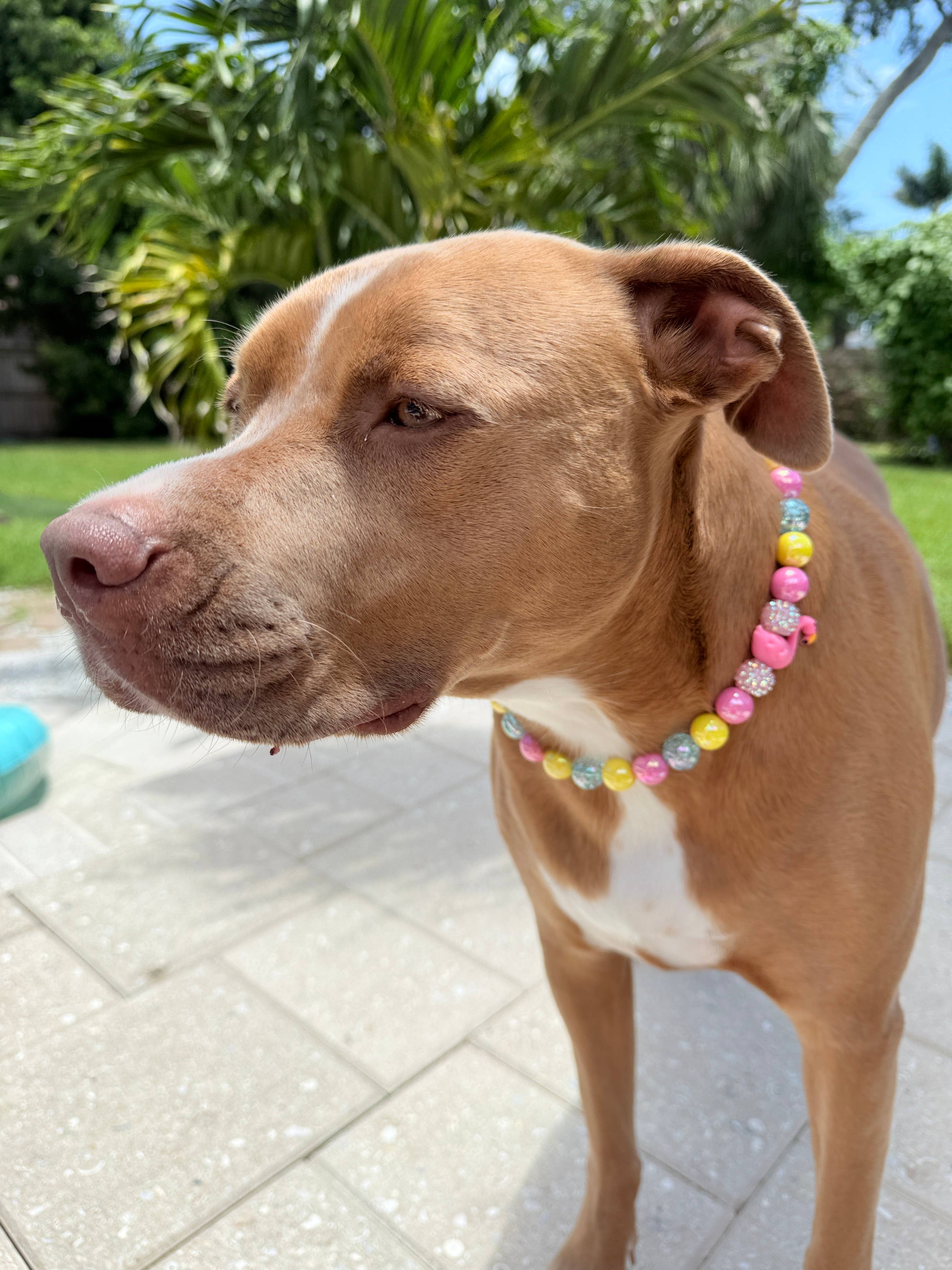 Ocean Drive Diva | Beaded Dog Collar
