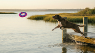 Dog Toy WaveSkipper