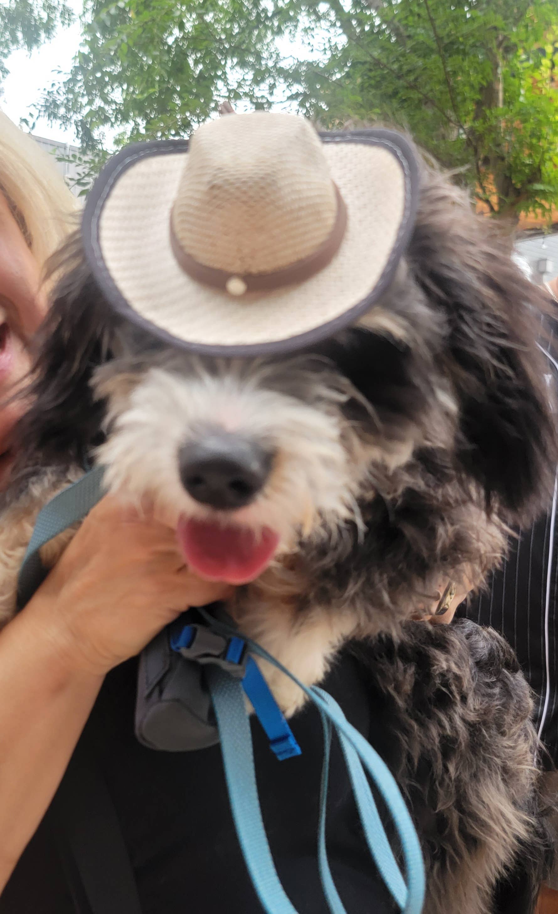 Hat for Cat or Dog Cowboy Pet Hat