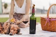 Fred- Winer Dog Bottle Stopper