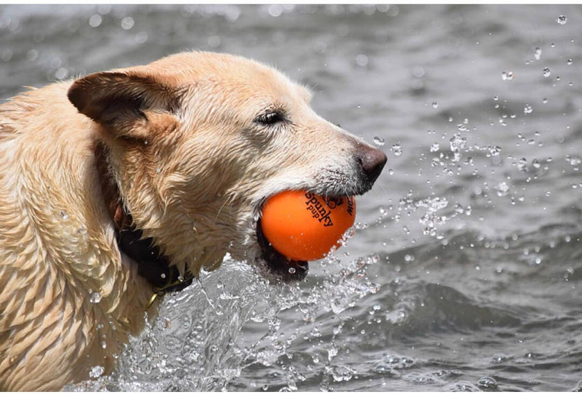 Dog Toy Fetch and Glow Floating Ball