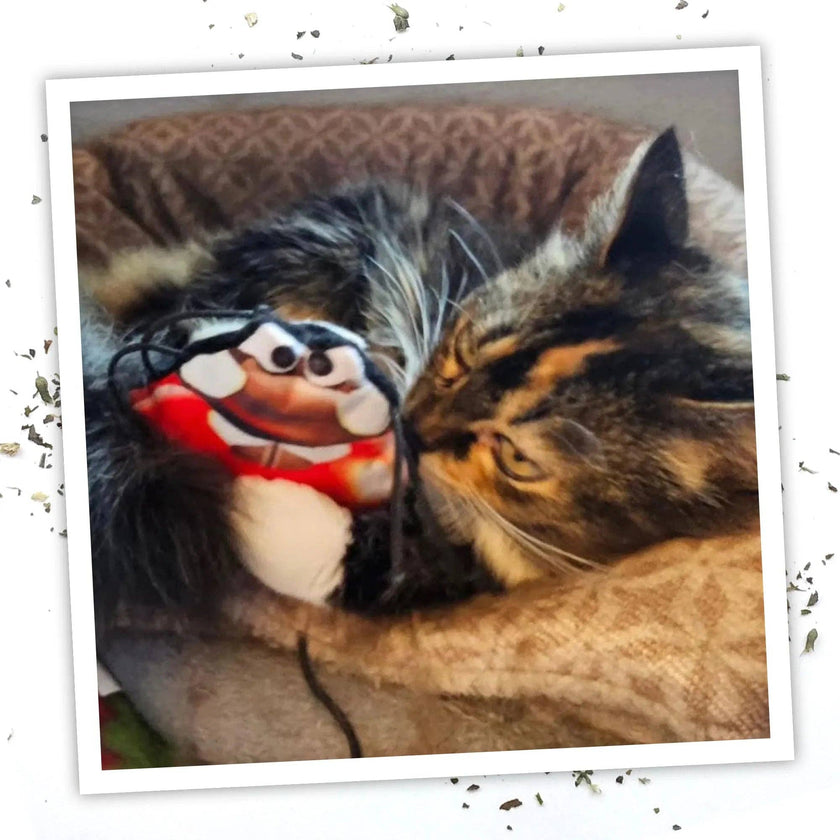 Meowijuana® Get Sprung Lady Bug Refillable Cat Toy