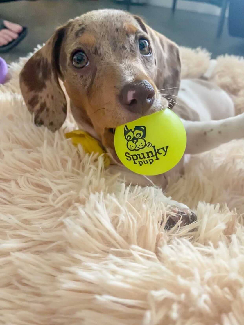 Dog Toy Fetch and Glow Floating Ball