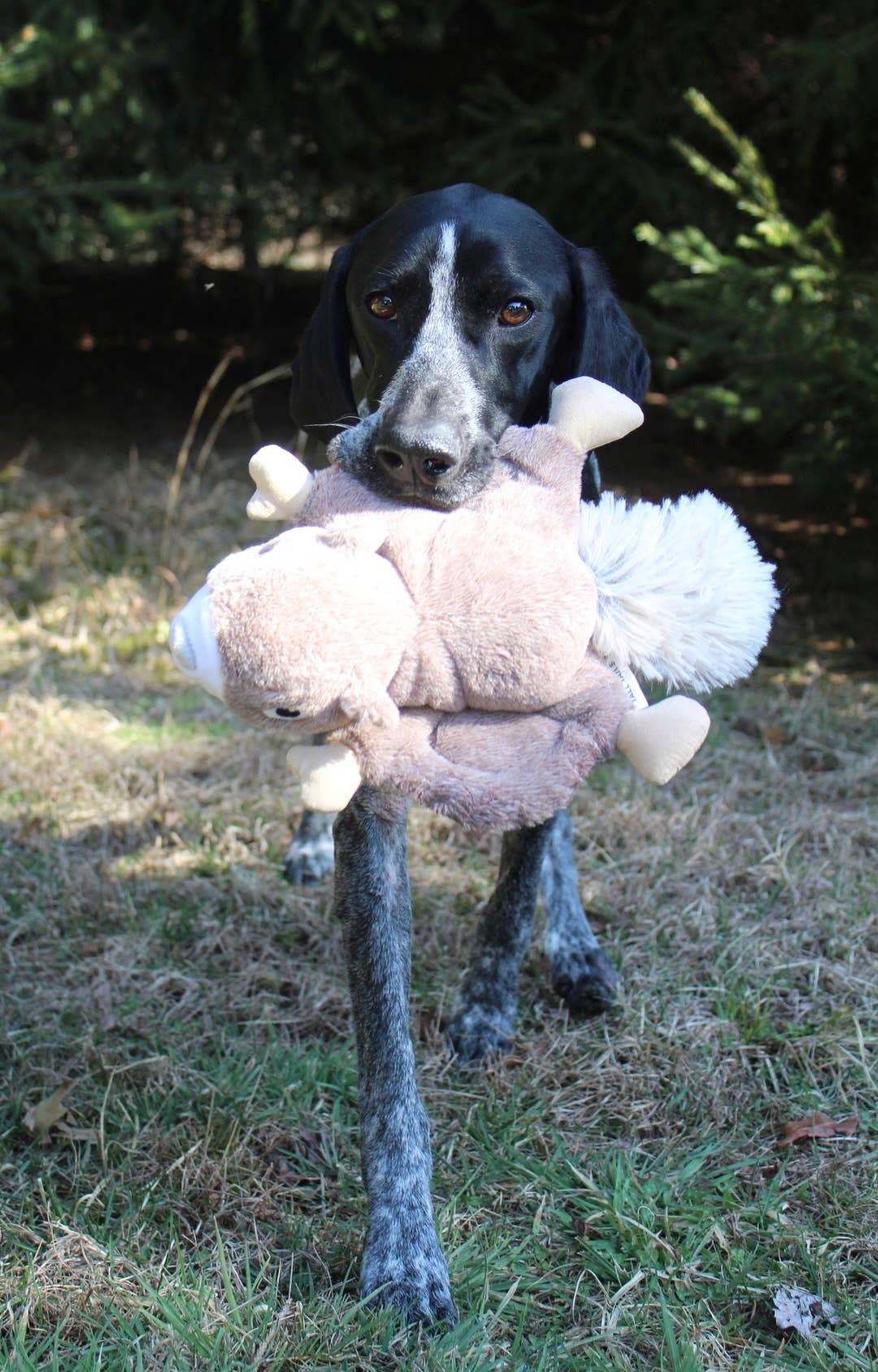 Tall Tails Squirrel Fling and Fetch Toy for Dogs